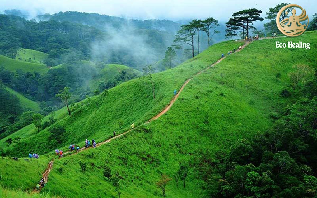 Tour đi rừng dành cho người hướng nội