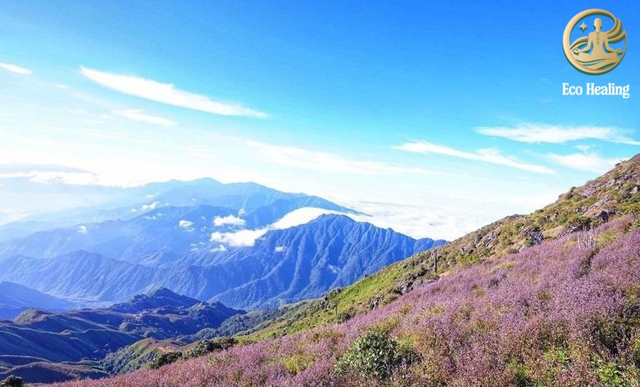 Kinh nghiệm Trekking Tà Chì Nhù mùa hoa tím: Săn mây trên đỉnh đại dương.