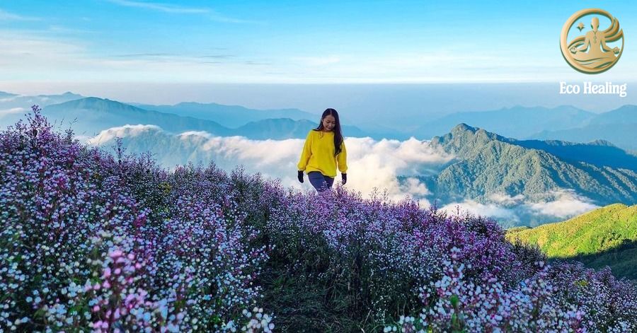 Kinh nghiệm Trekking Tà Chì Nhù mùa hoa tím: Săn mây trên đỉnh đại dương.