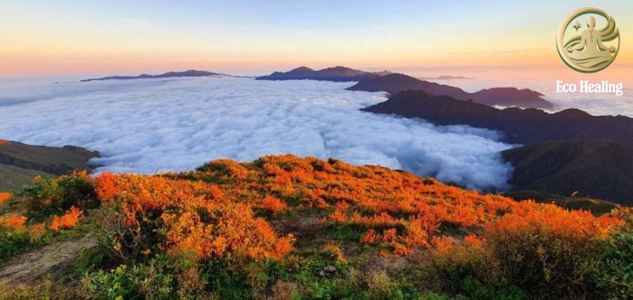 Kinh nghiệm Trekking Tà Chì Nhù mùa hoa tím: Săn mây trên đỉnh đại dương.