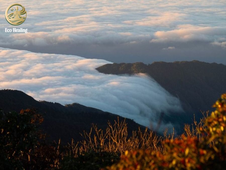 Trekking Samu - U Bò Khám phá khu rừng rêu ma mị đẹp như phim Chúa Nhẫn.