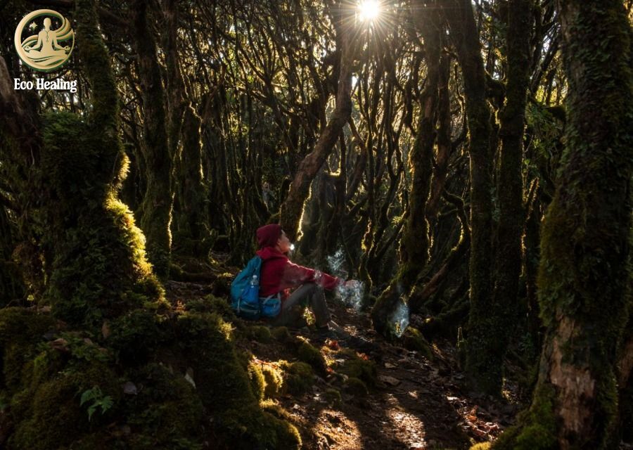 Trekking Samu - U Bò Khám phá khu rừng rêu ma mị đẹp như phim Chúa Nhẫn.