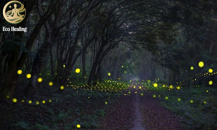 Trekking Cúc Phương mùa bướm bay: Trải nghiệm băng rừng già nguyên sinh.