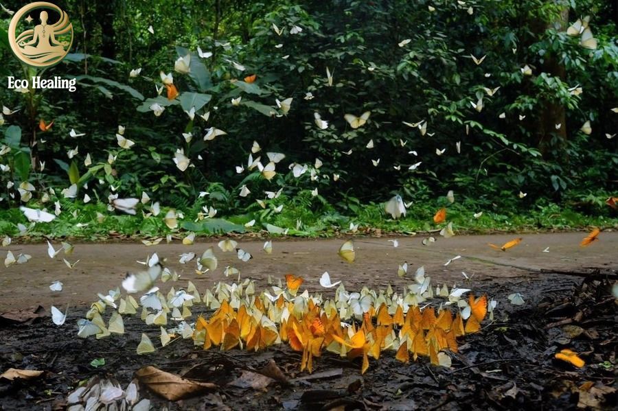 Trekking Cúc Phương mùa bướm bay: Trải nghiệm băng rừng già nguyên sinh.