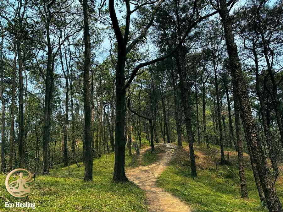 V&igrave; sao trekking H&agrave;m Lợn ph&ugrave; hợp cho chuyến đi chữa l&agrave;nh ngắn ng&agrave;y?